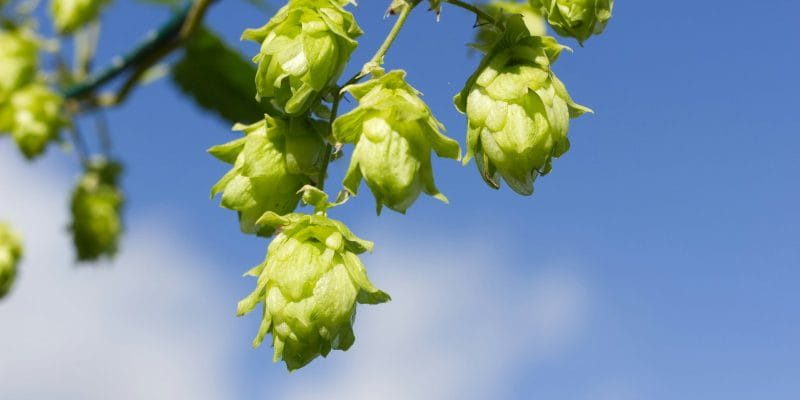 hopfen