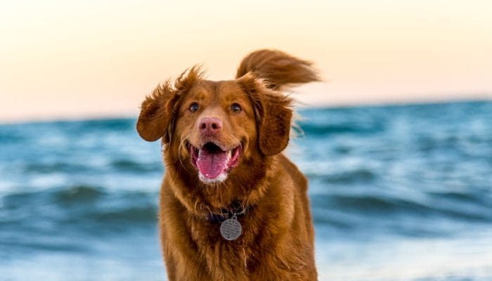 Urlaub mit Hund